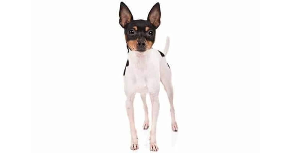 Miniature Fox Terrier