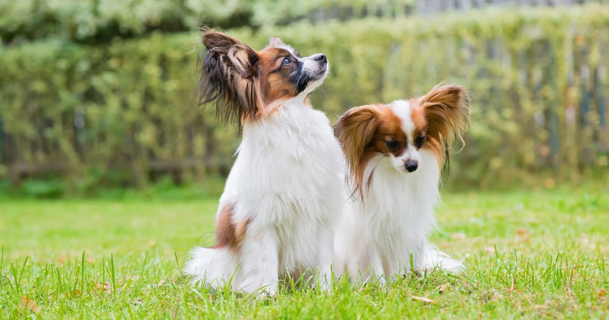 Papillion