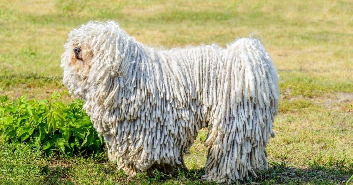 Puli