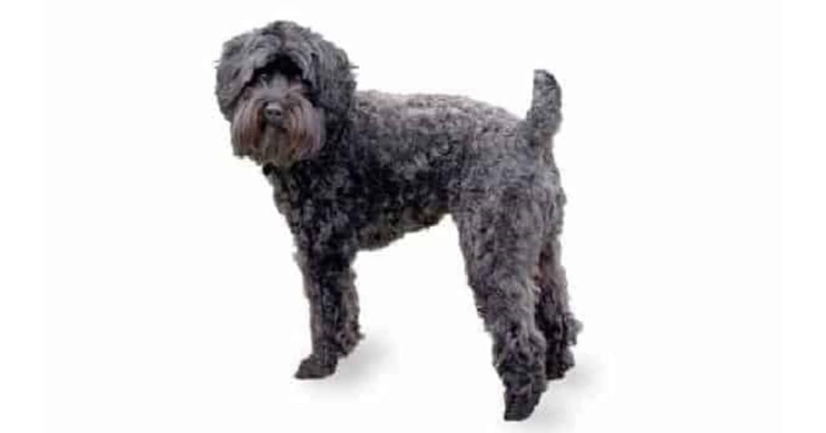 Schnoodle