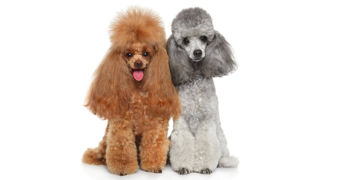 Toy Poodle