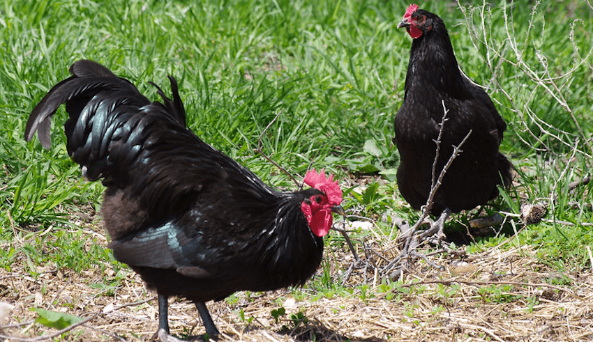 Australorp Chicken Breed Profile