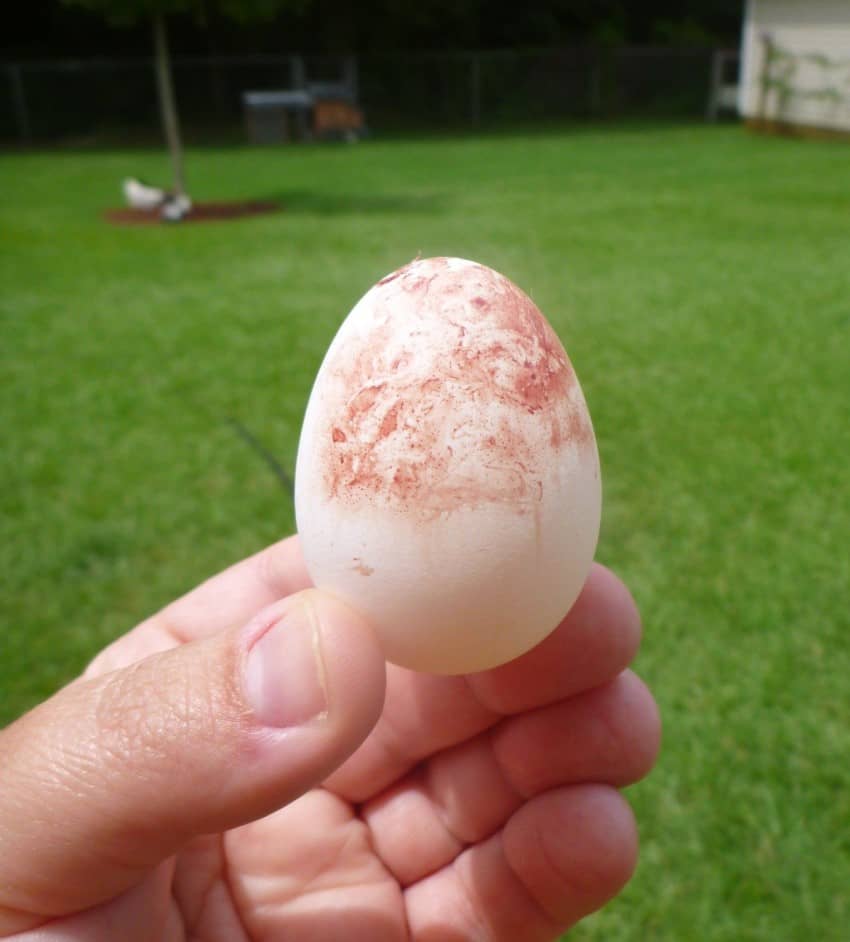 Australorp chicken eggs