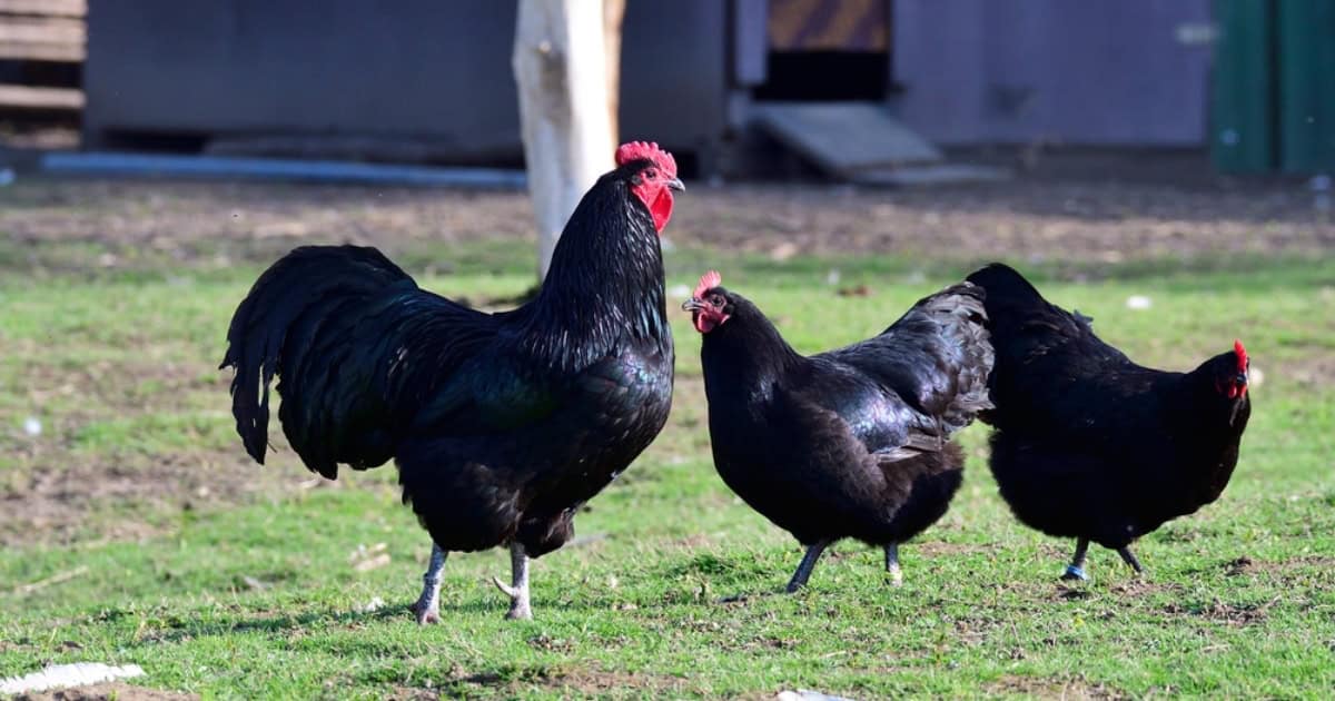 Black Australorp Chickens