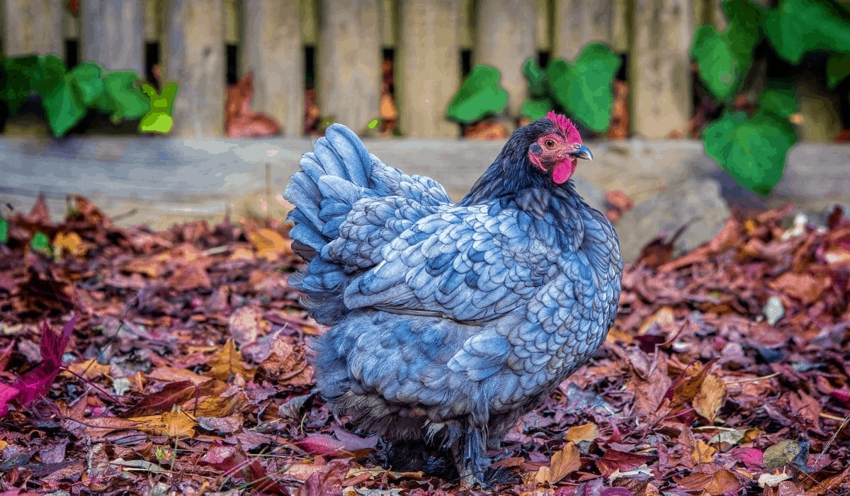 Blue Australorp Chicken Breed