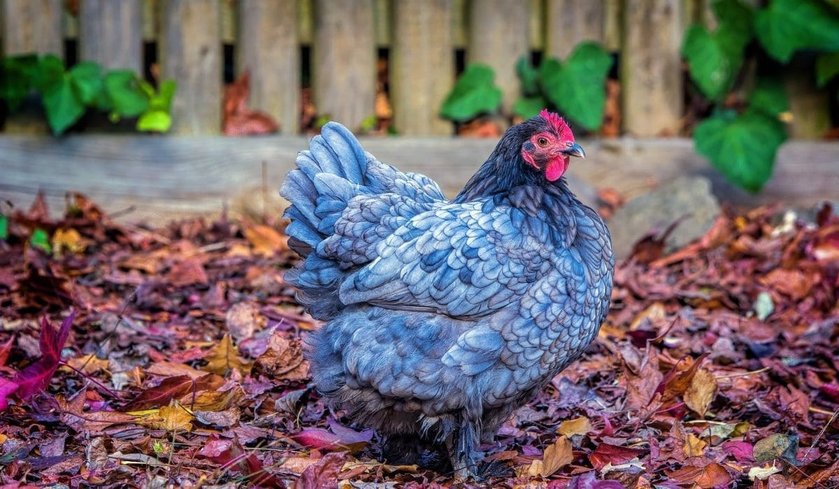 Blue Australorp Chicken Breed