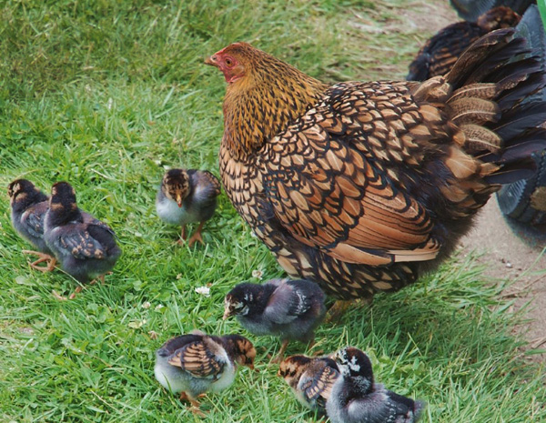 Wyandotte hen and chicks