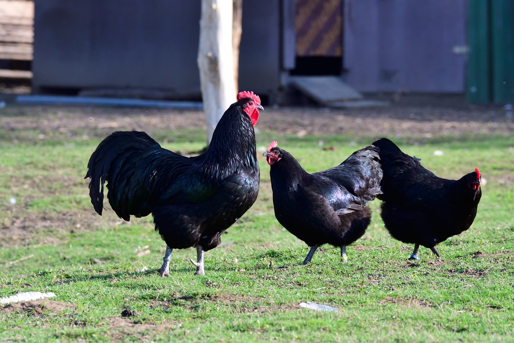 Caring For Australorp Chickens