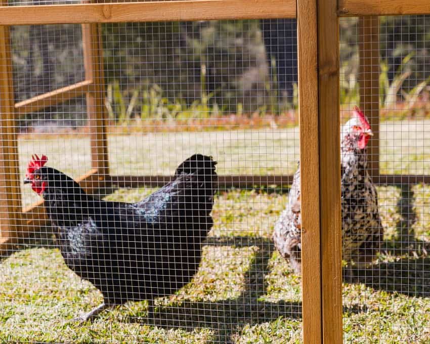 Choose a coop with a small run area and then let them out into a larger yard