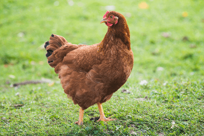 The Ultimate A to Z Chicken Breeds List
