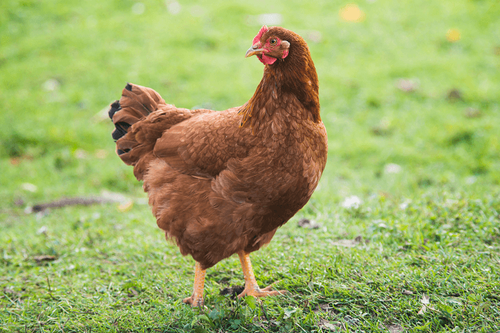 Rhode Island Red Breed