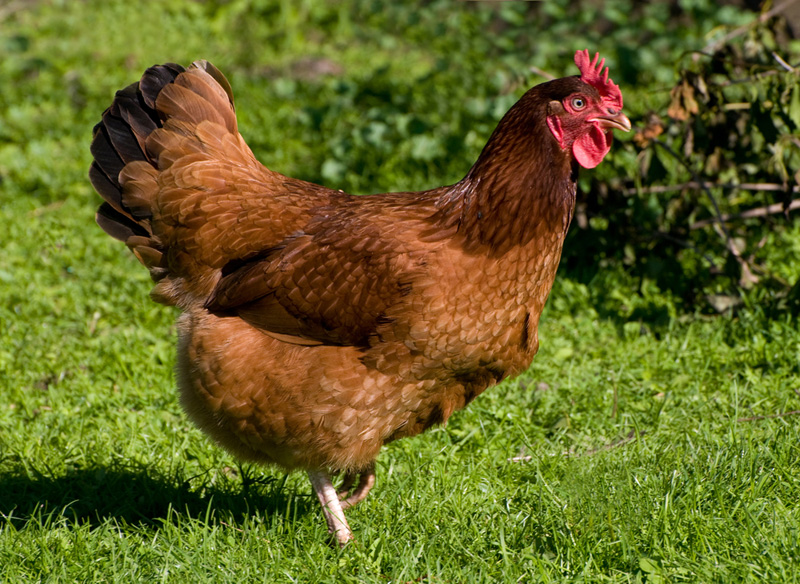 Rhode Island Red Chickens