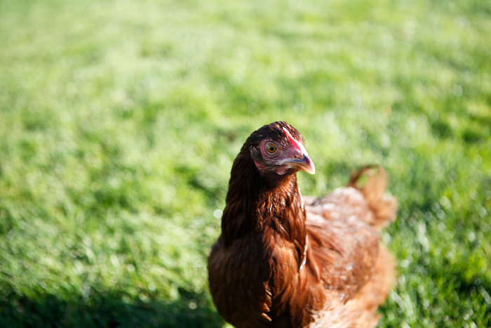 Rhode Island Red Temperament