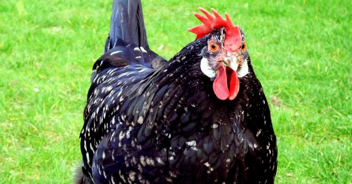 Ancona Chickens