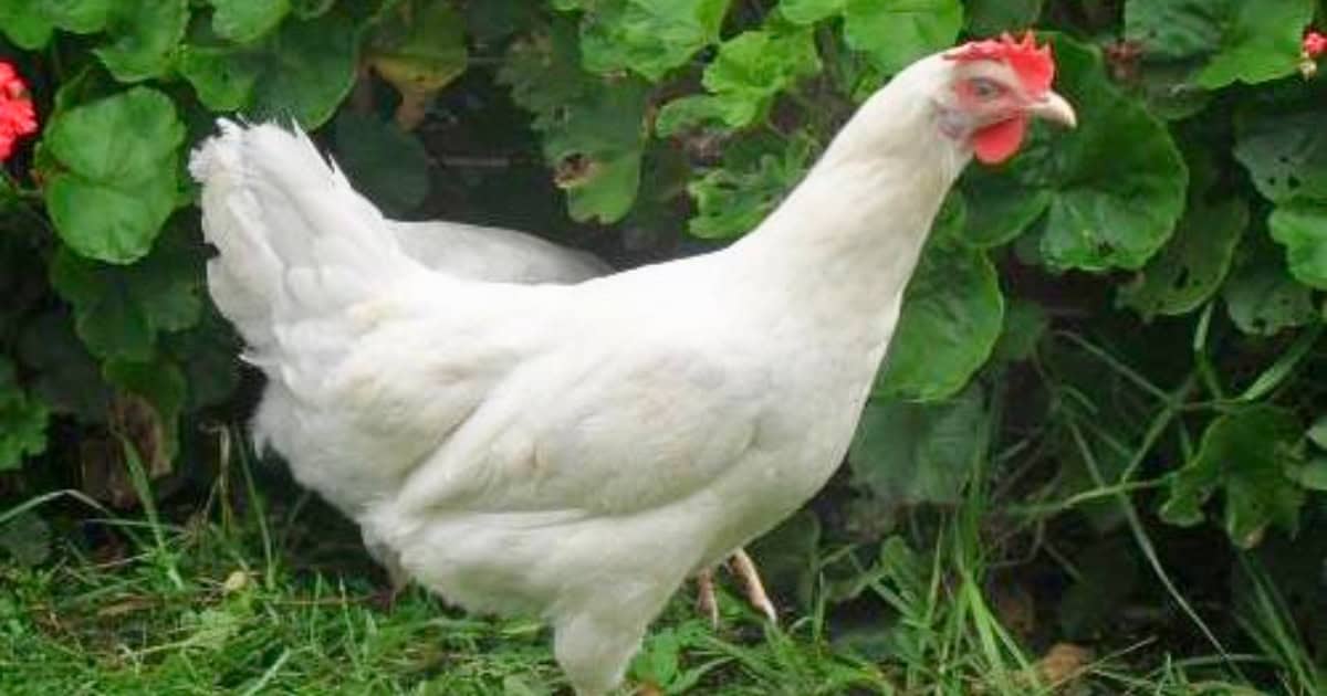 Barter White Chickens