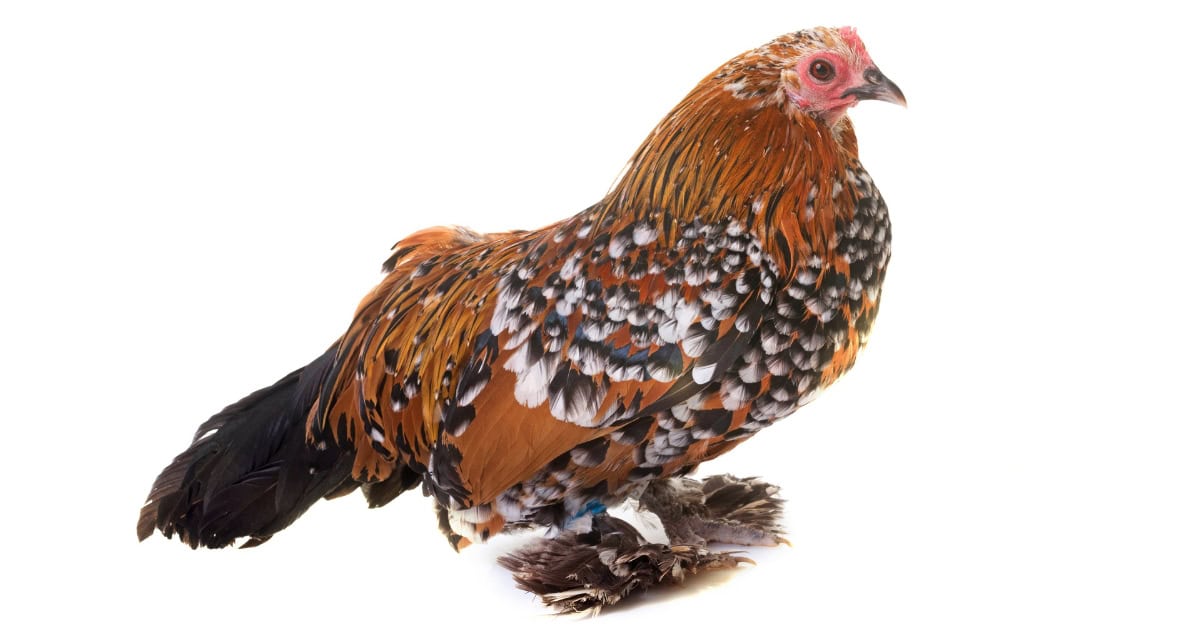 Booted Bantams