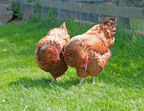Brown Sussex Chicken