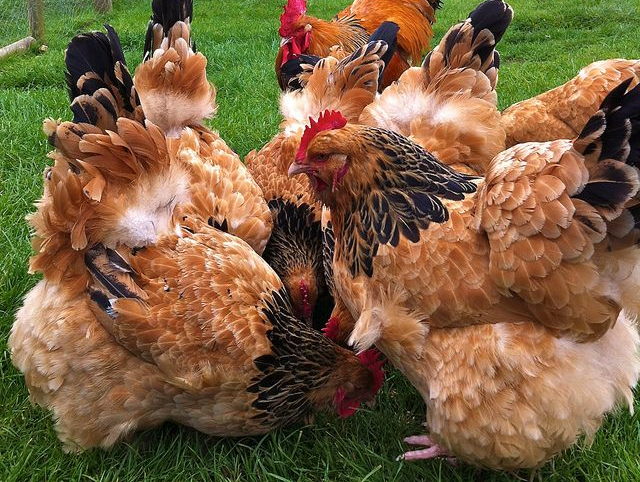 Buff Sessex Chicken Breed