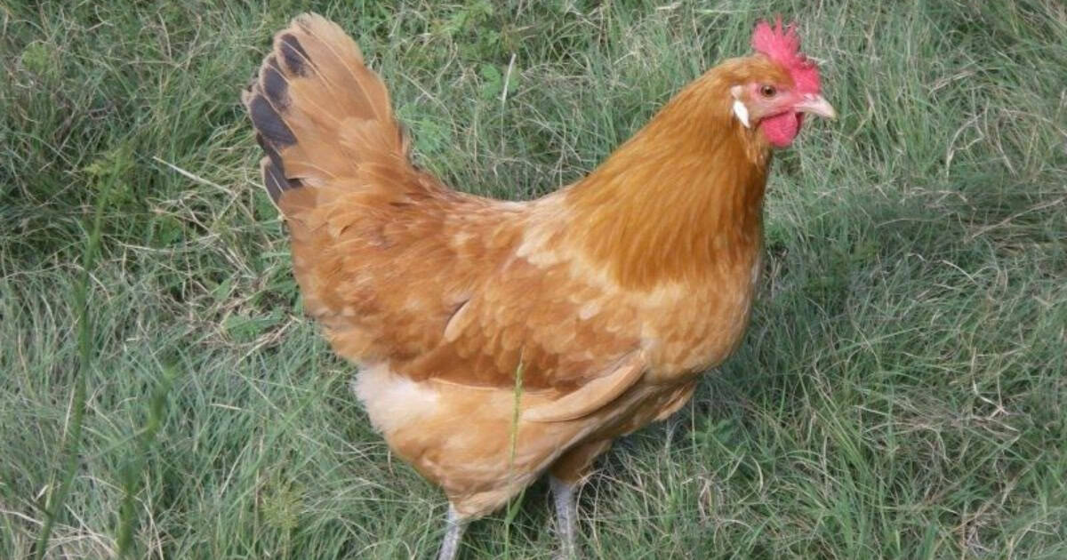 Catalana Chickens
