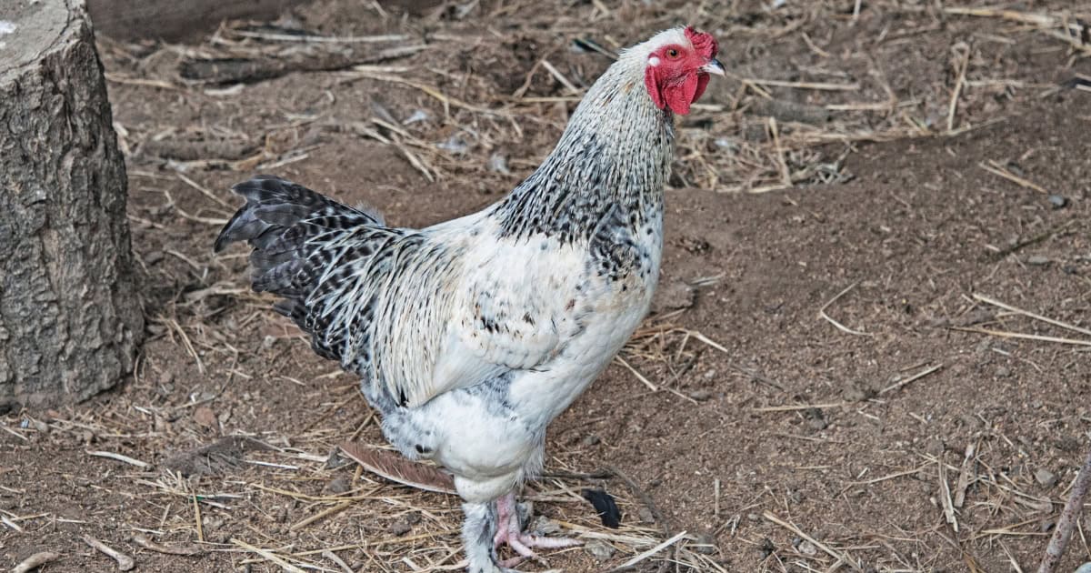 Delaware Hen