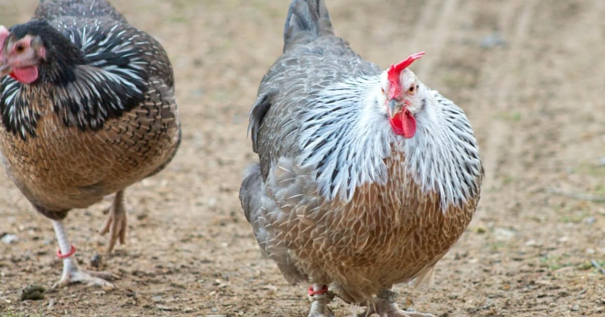 Dorking Chickens