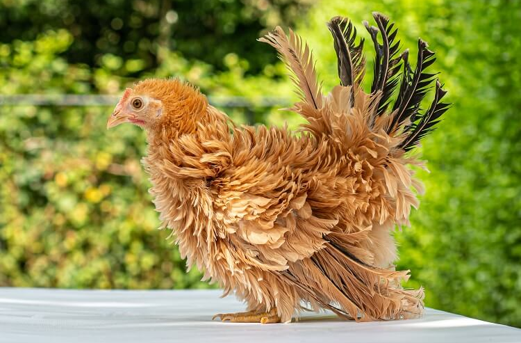 The Ultimate A to Z Chicken Breeds List