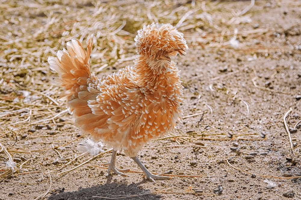 Frizzle Chicken Appearance