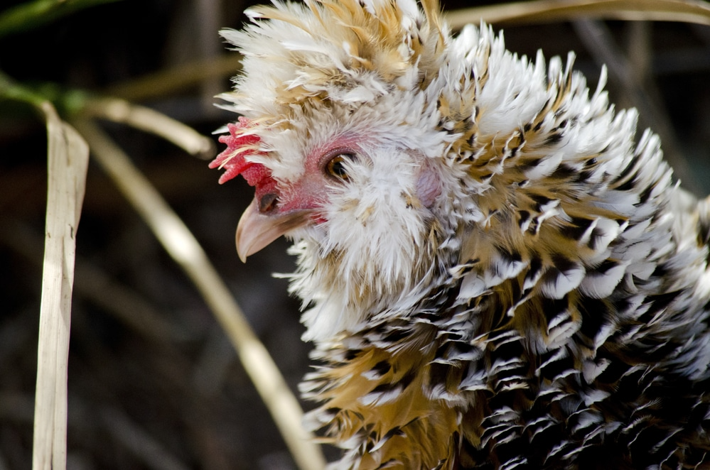 Chicken feather or Rooster feathers. Indian rooster bright color feathers.  Stock Photo