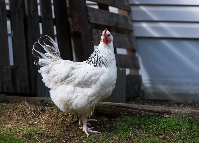 Light Sussex Chicken