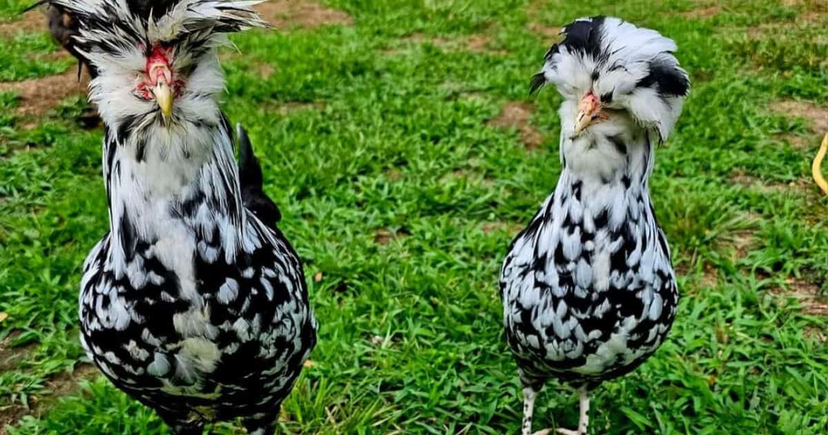 Mottled Houdan Chicks