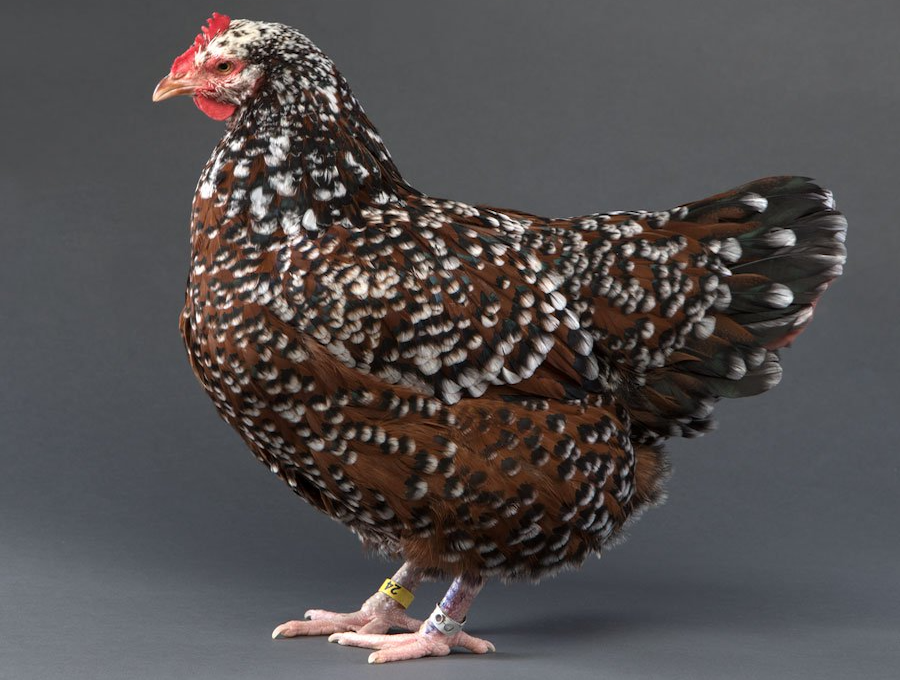 Speckled Sussex