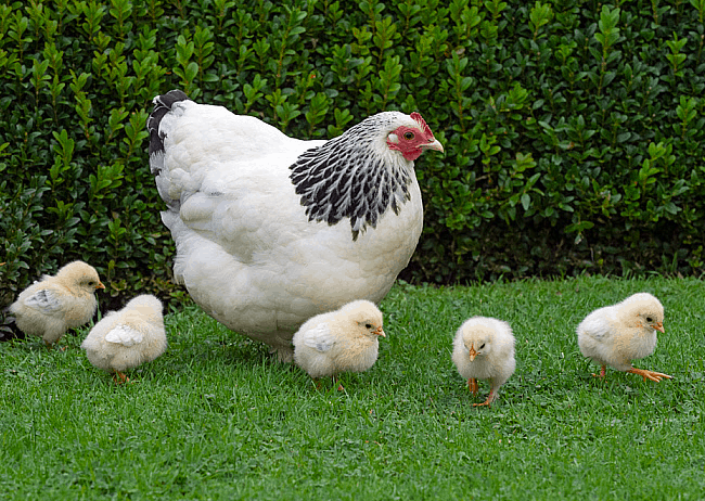 Sussex Chicks