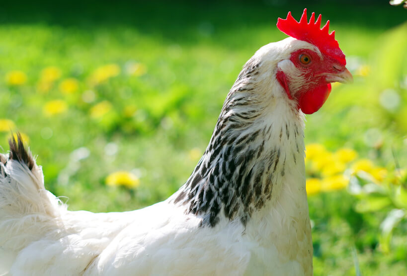 Sussex chicken