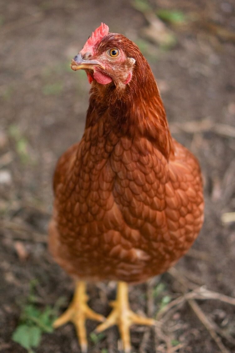 The feathers on their head are often a darker brown and they have white tail feathers