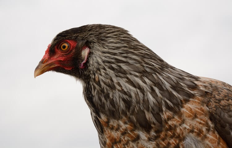 Ameraucana Appearance