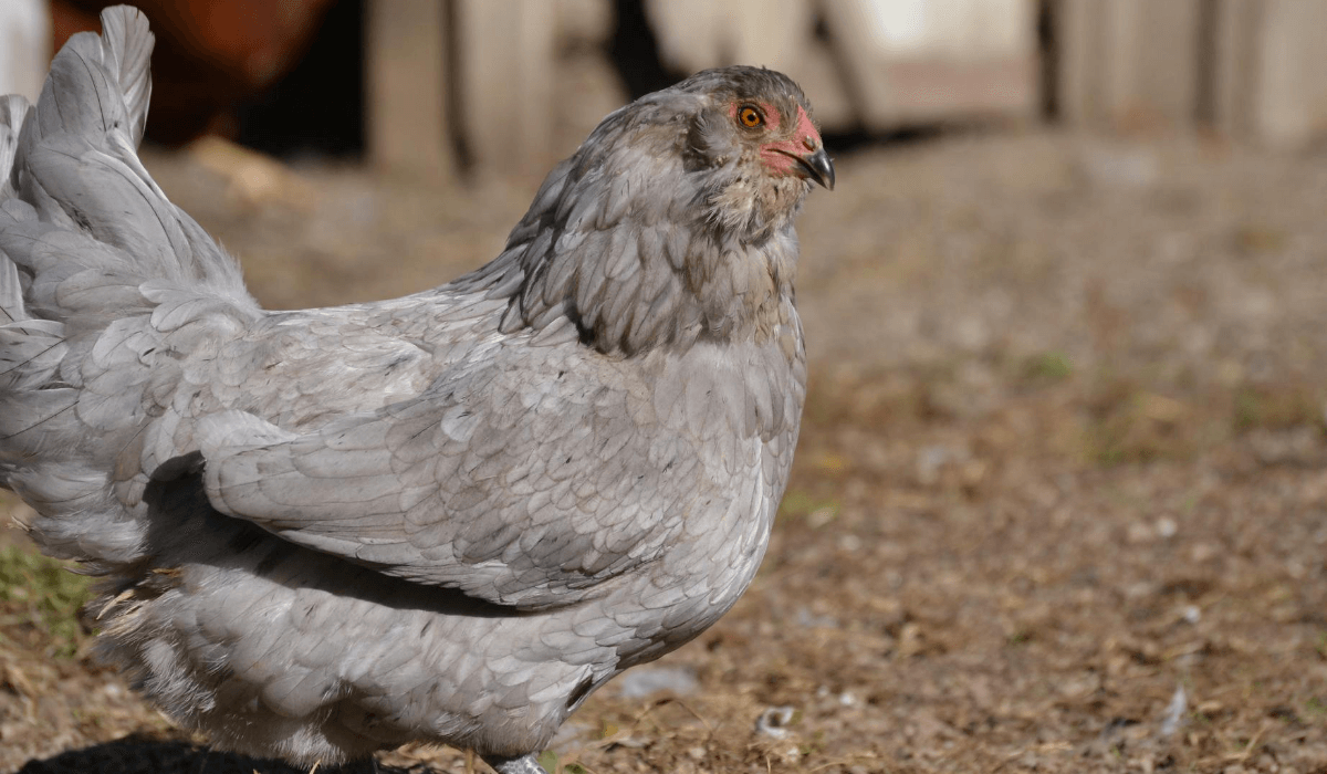 ameraucana cockerel