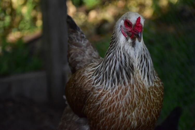 Ameraucana Temperament