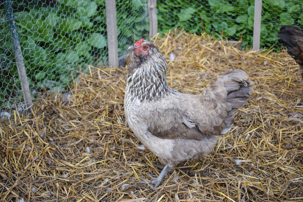 Blue Ameraucana Chickens