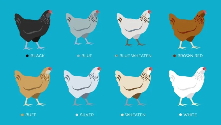 Ameraucana chickens come in eight colours