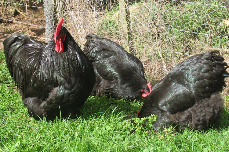 Black Orpington Chicken