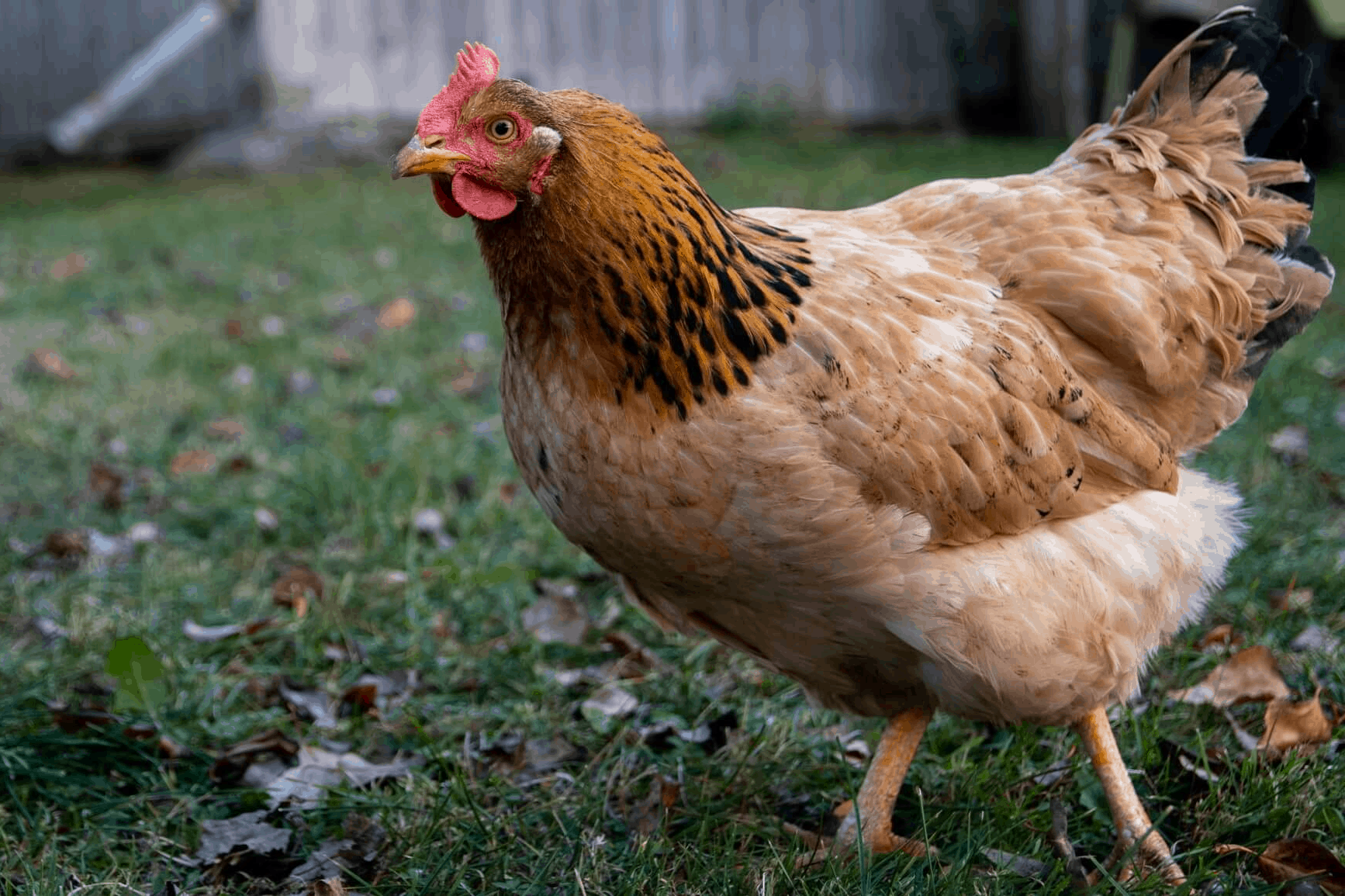 Breeding Orpington Chickens