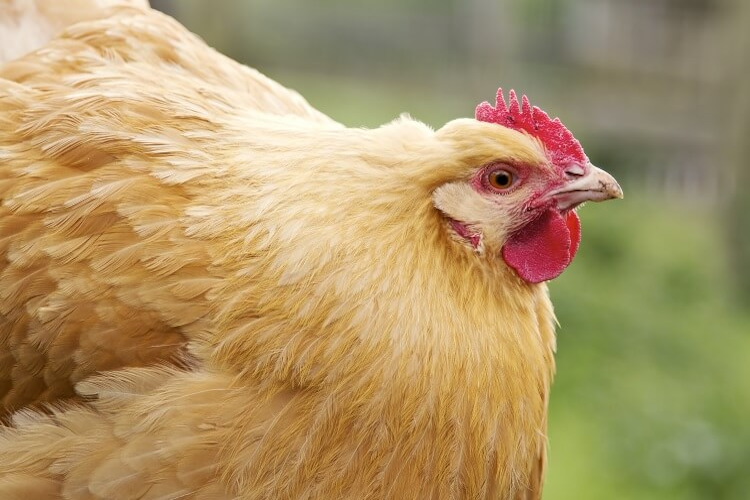 Buff Orpington Chicken