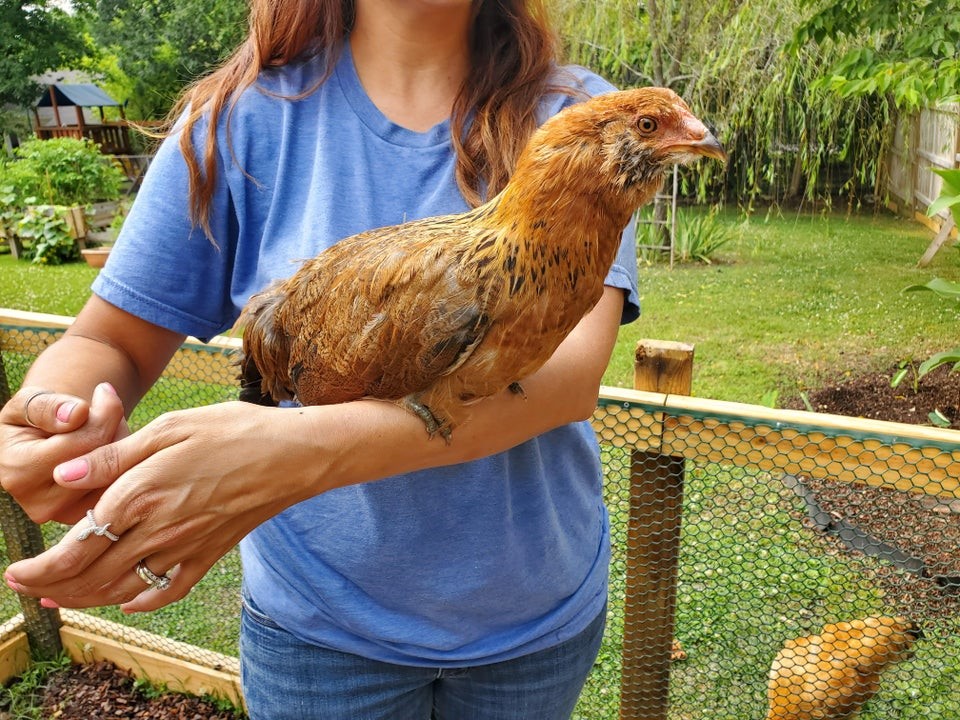 Easter Eggers often get confused with Ameraucanas.