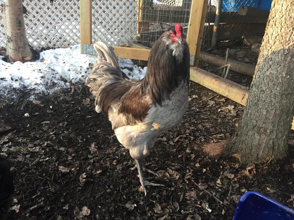 Even if you are letting them out to free range all day, you will need to provide your flock with a chicken coop