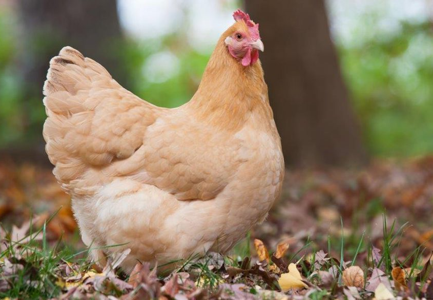 Orpington Chicken Temperament