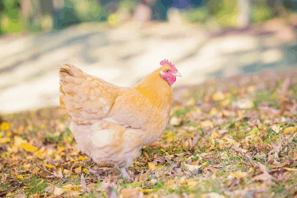 Orpington Chickens As Pets
