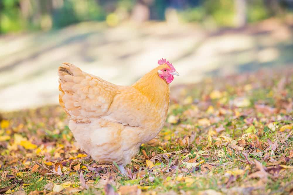 Orpington Chickens As Pets