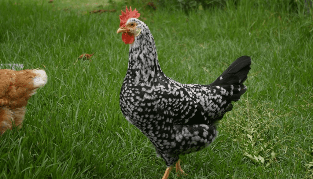 Ancona Chicken Appearance