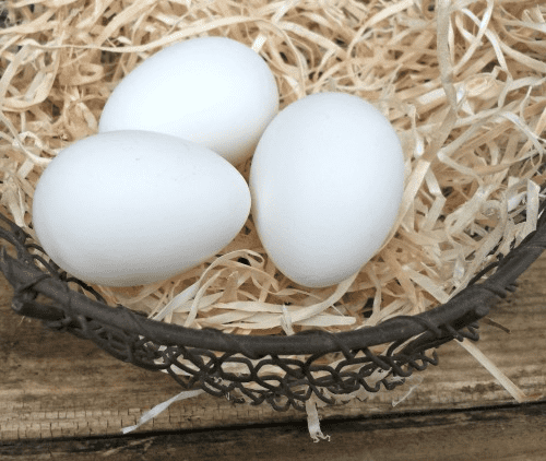 Ancona Chicken Egg Colour