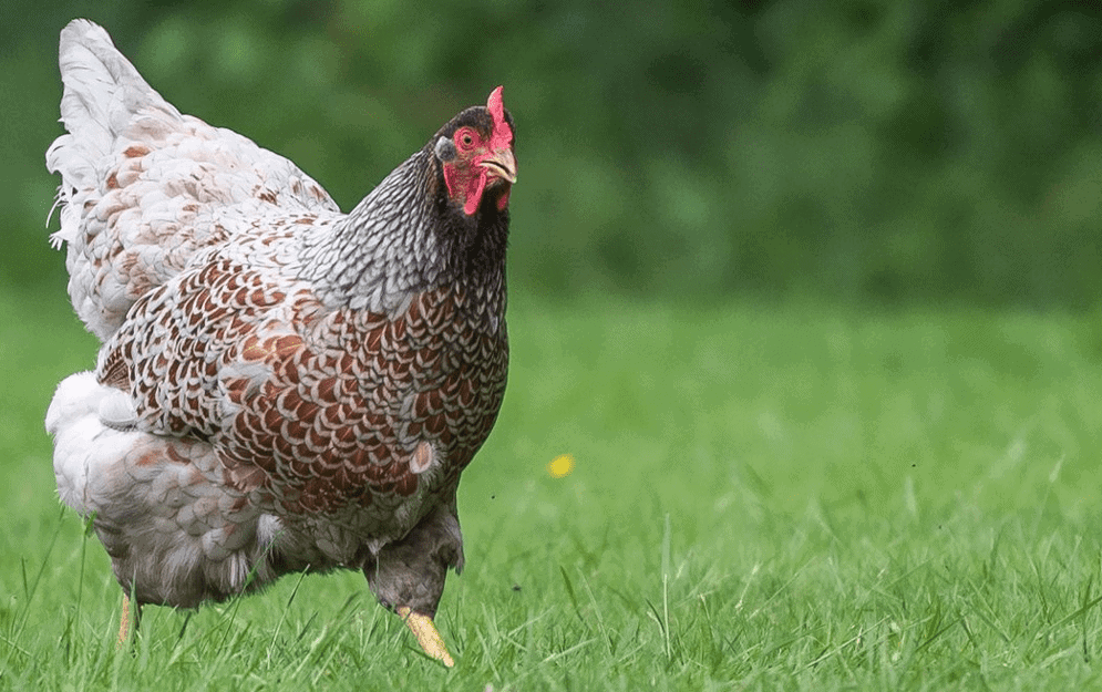 Barnevelder Appearance